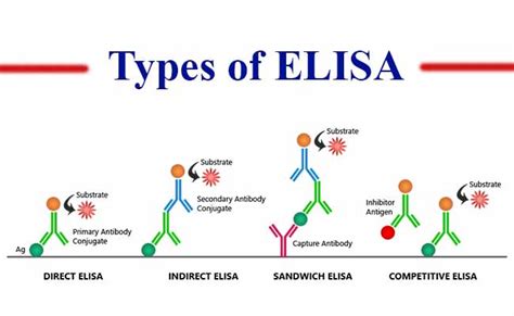 elisa test byju's|elisa and its types.